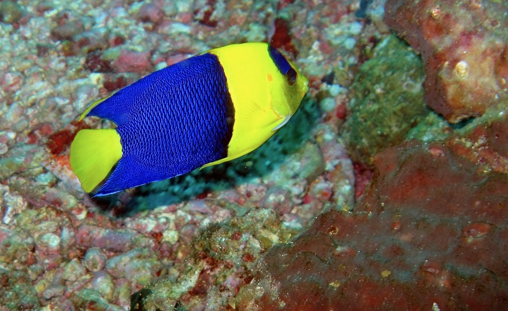 Bicolor Angel (Medium)
