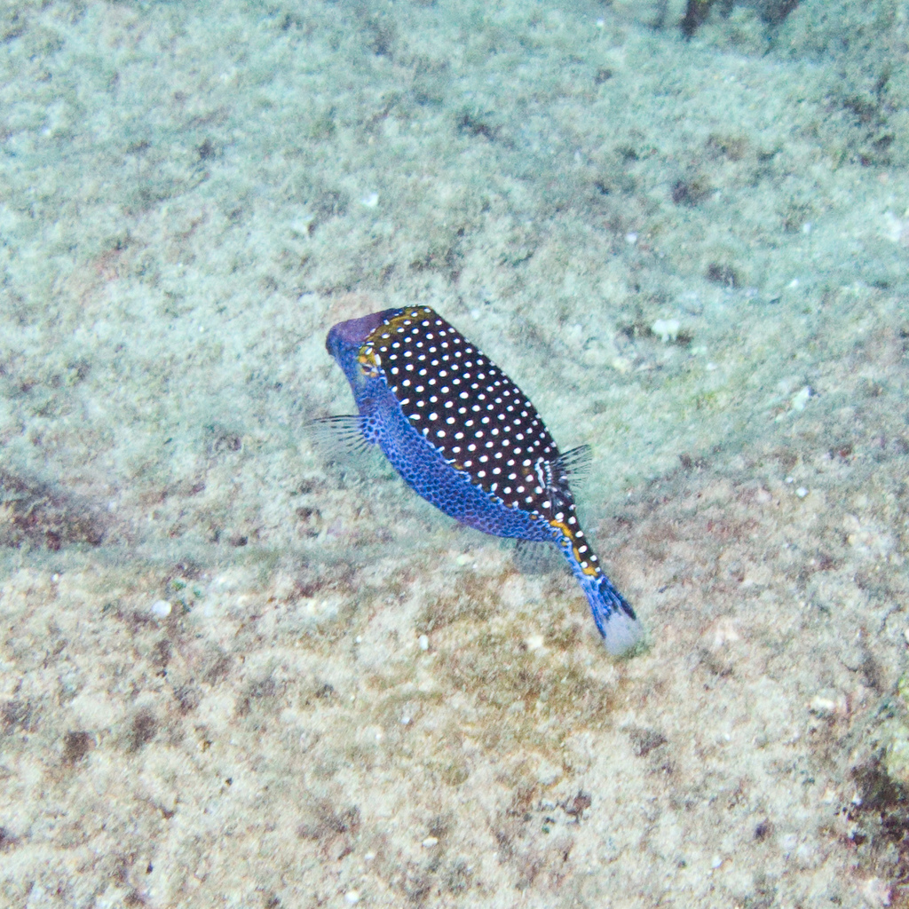 Black Boxfish (Medium)