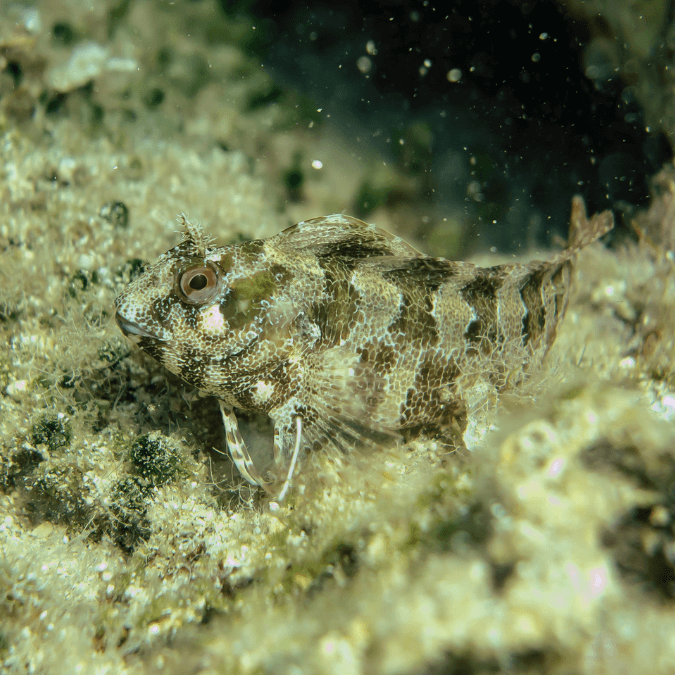 Blenny: Molly Miller
