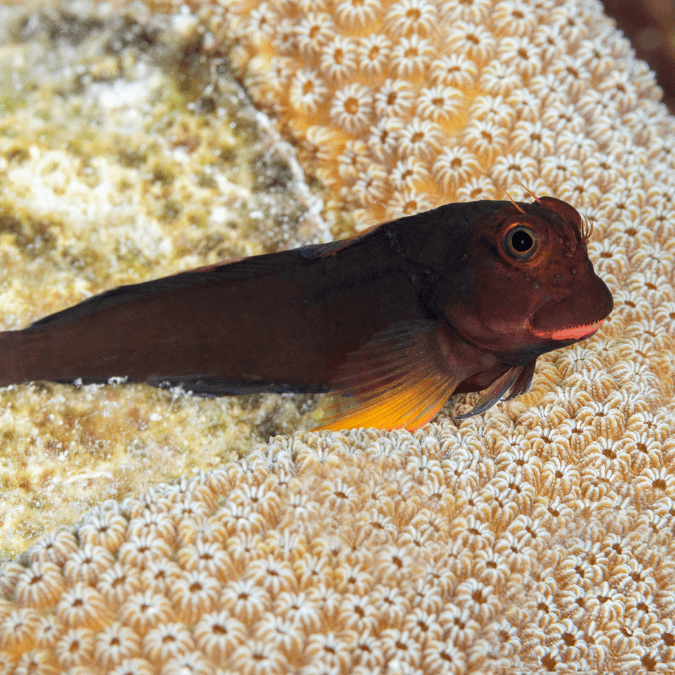 Blenny: Red Lip