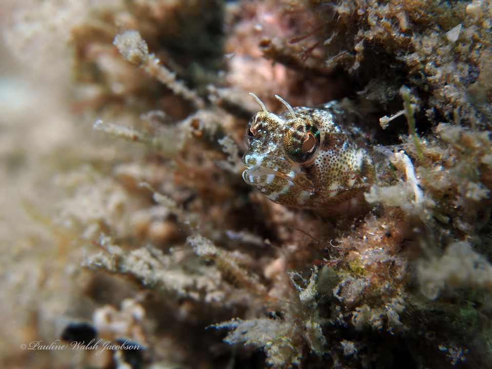 Blenny: Sailfin