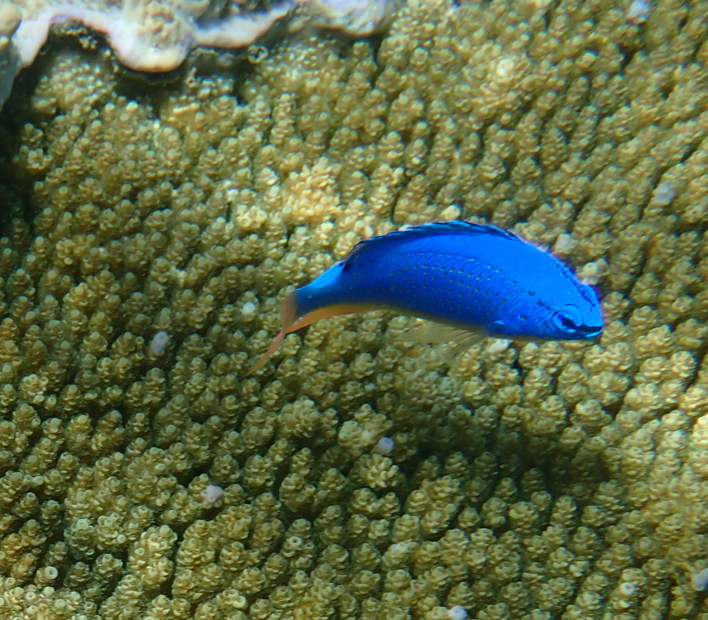 Blue Devil Damsel — 5 Pack
