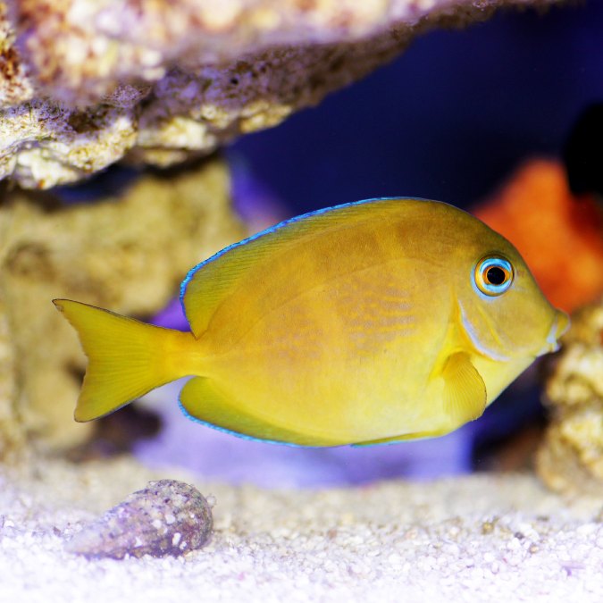 Blue Hippo Tang (Medium)