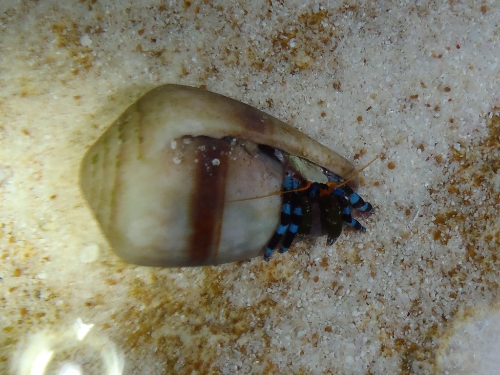 Blue Knuckle Hermit — 5 Pack
