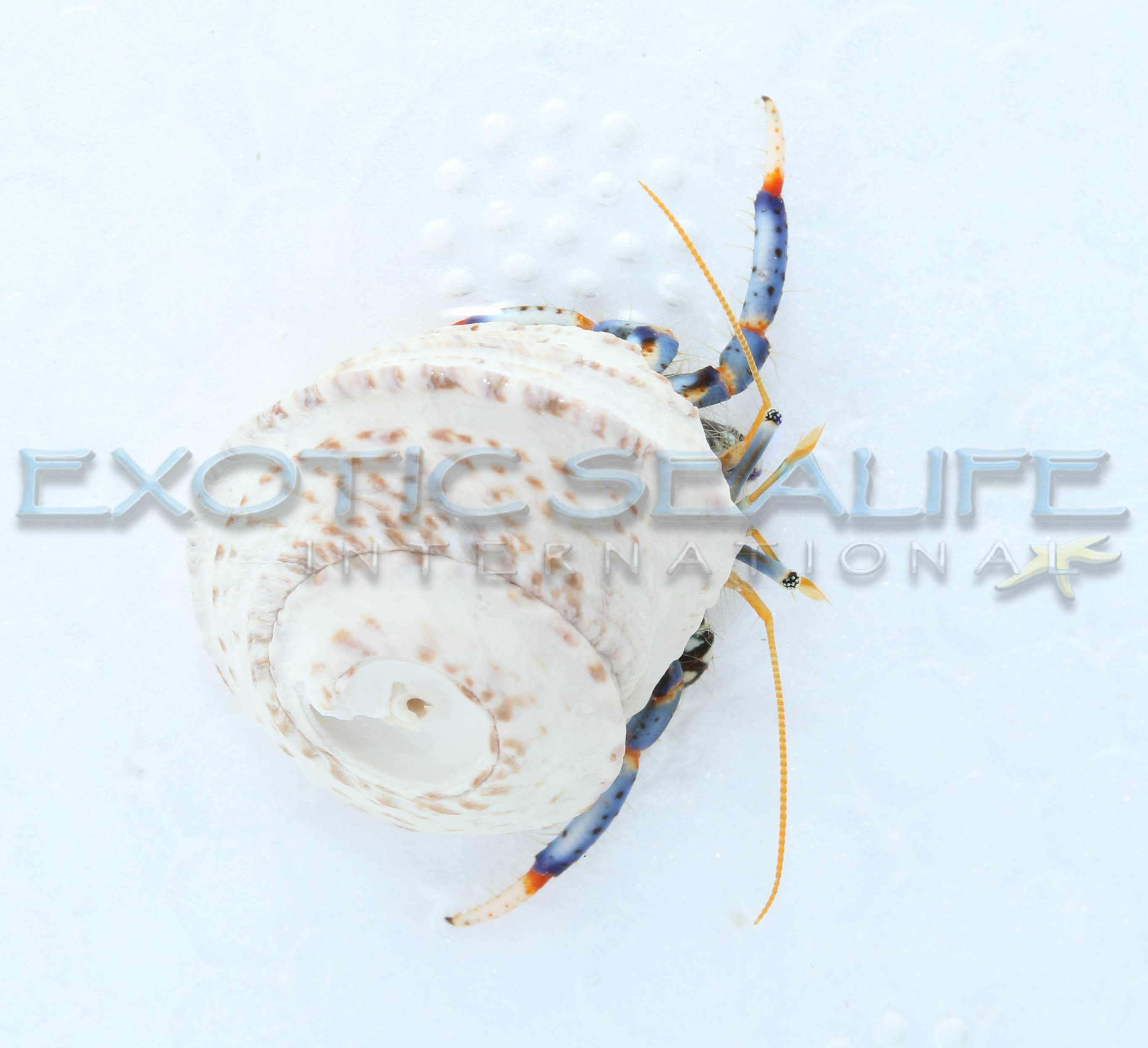 Blue Leg Crab — 25 Pack