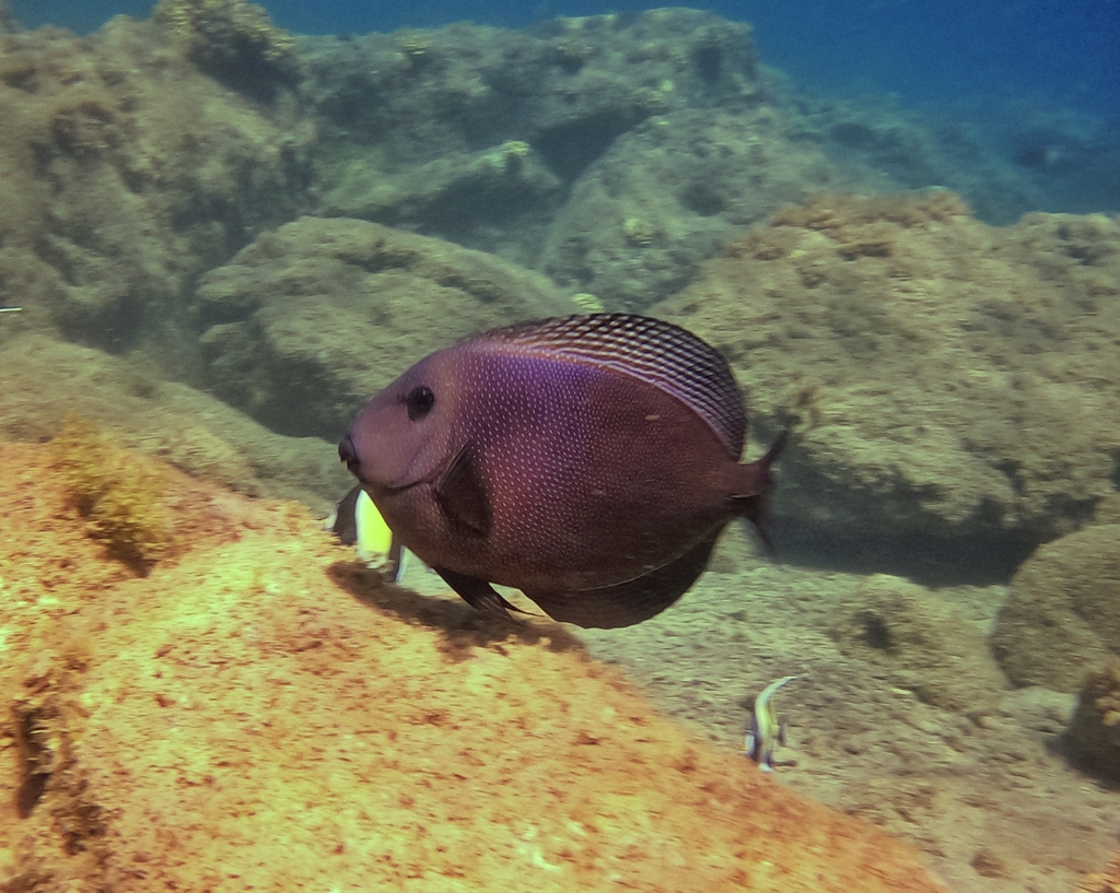 Bristletooth Tang (Medium)