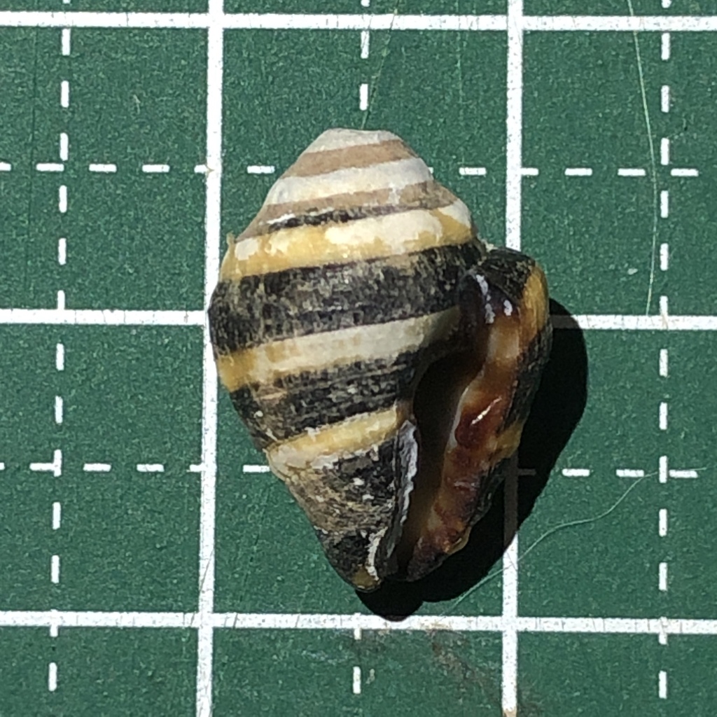 Bumble Bee Snails — 5 Pack