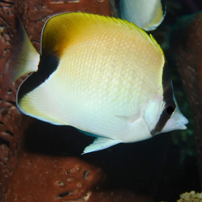 Butterfly: Reef