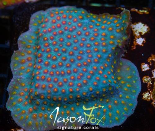 Buzzkill Cyphastrea (1/2-3/4")