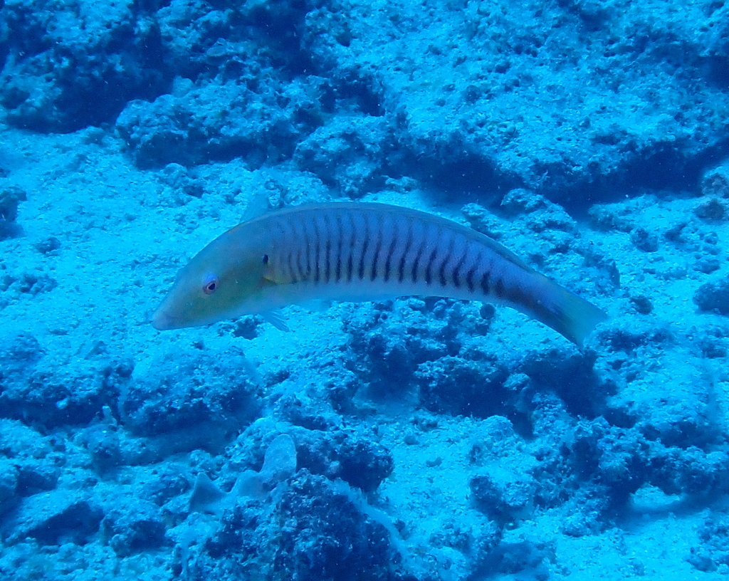 Candy Cane Wrasse (Medium)