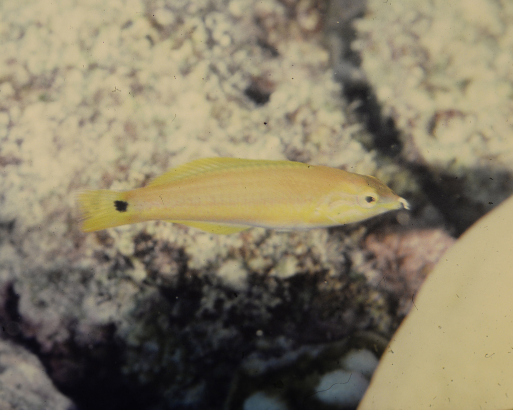 Candy Hogfish Yellow (Small)