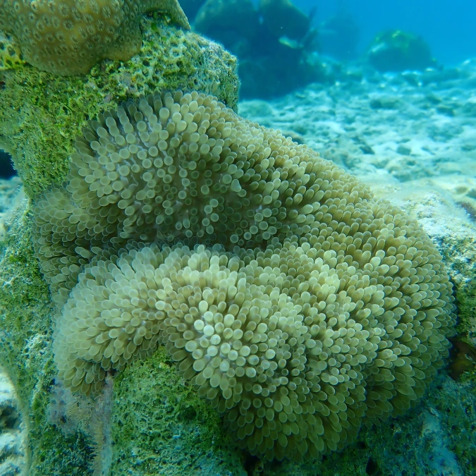 Carpet Anemone Green (Medium/Large)