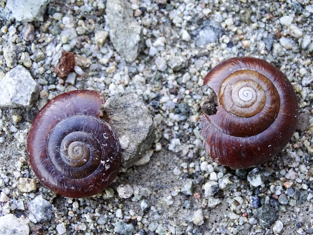 Chestnut Snail — 10 Pack