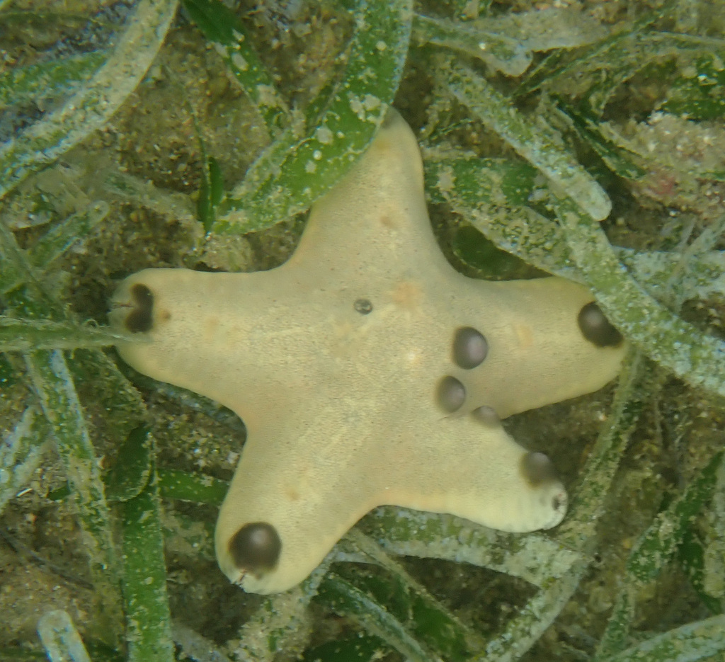 Chocolate Chip Star