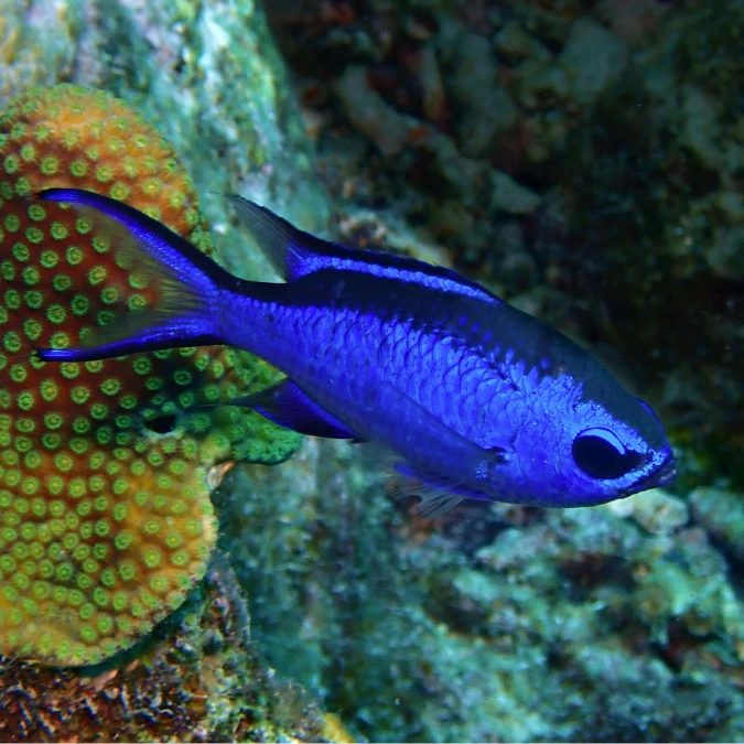 Chromis: Blue Reef