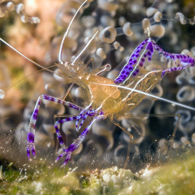Cleaner Shrimp (Medium/Large)