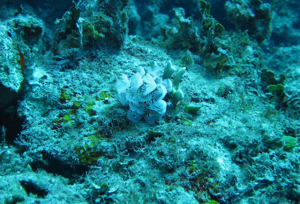 Colonial Cluster