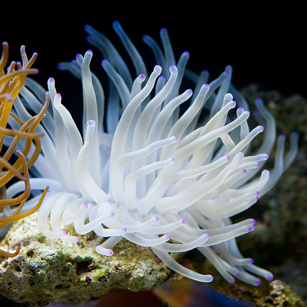 Condylactis Anemone Pink Tip — 5 Pack