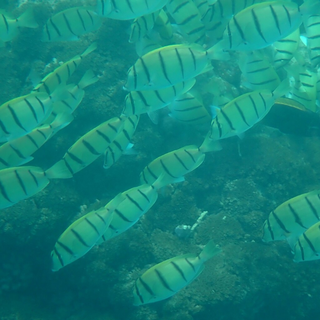 Convict Tang (Small)