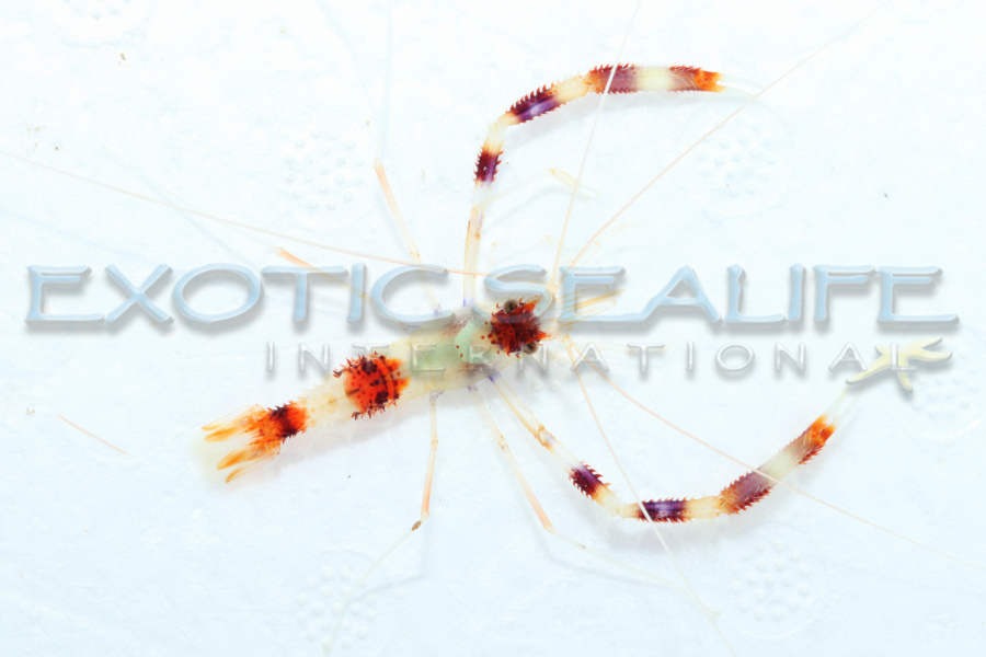 Coral Banded Shrimp — 5 Pack