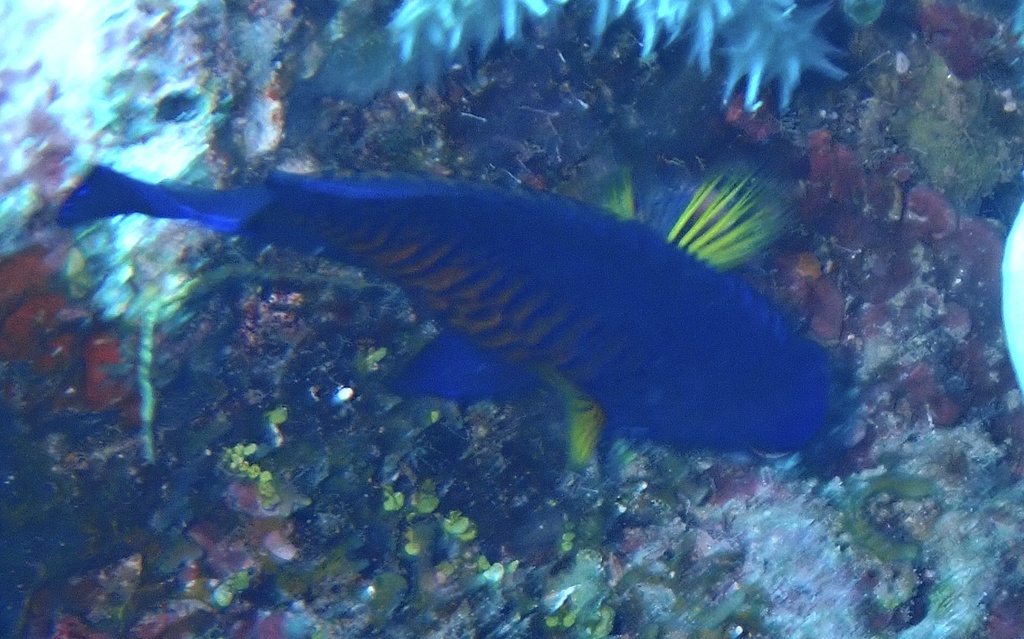 Coral Beauty (Medium)