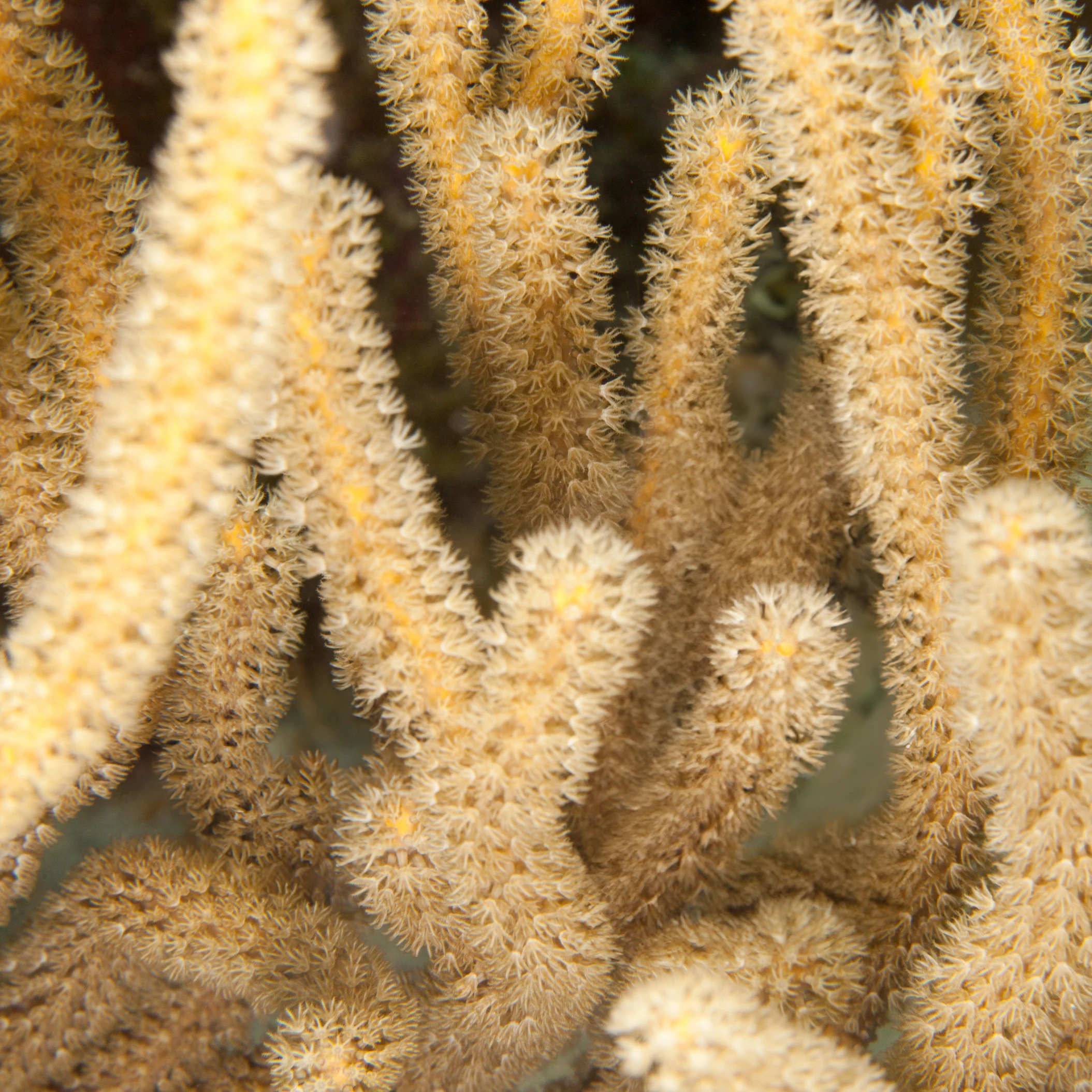 Corky Sea Finger (Briareum)