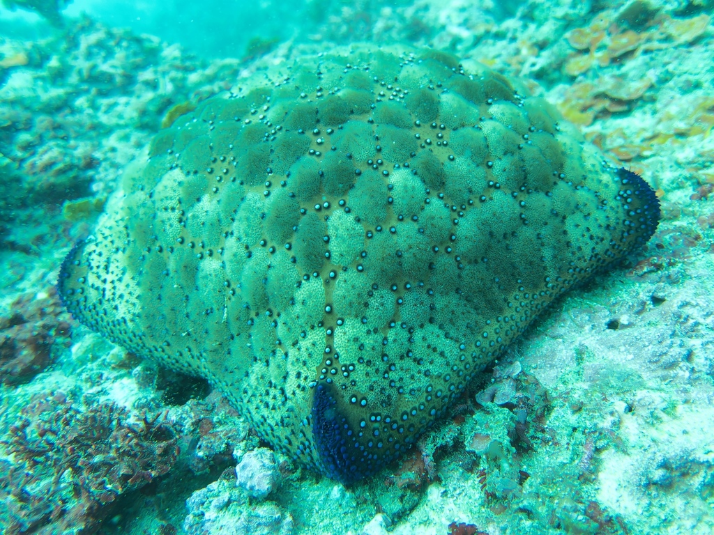 Cushion Star