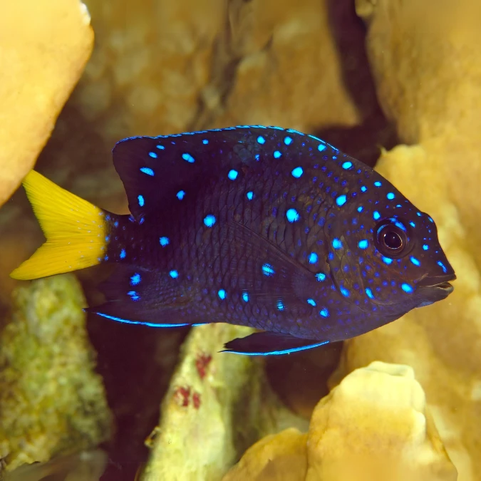 Damsel: Jewel