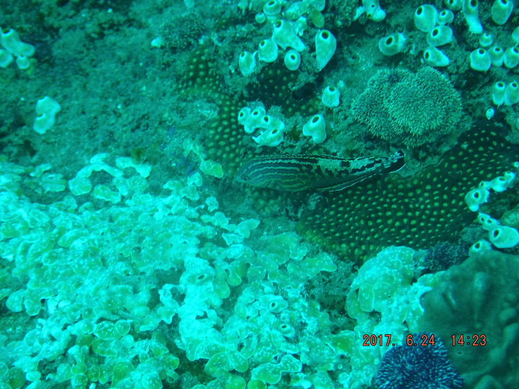 Divided Wrasse (Large)