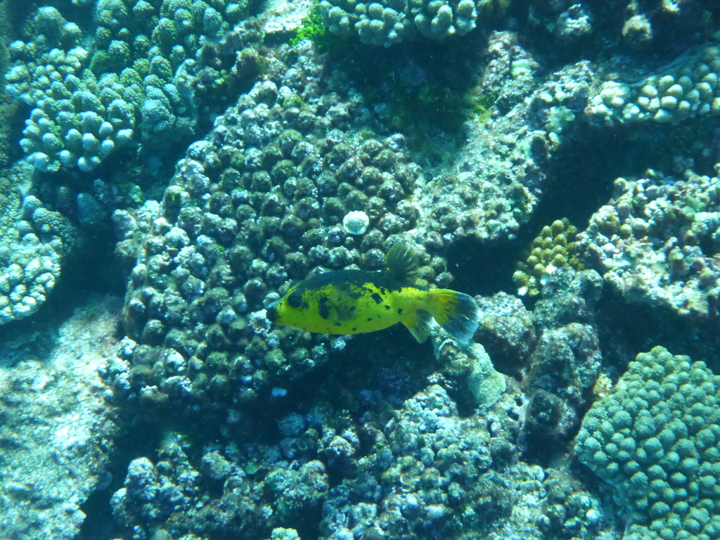 Dogface Puffer (Medium/Large)