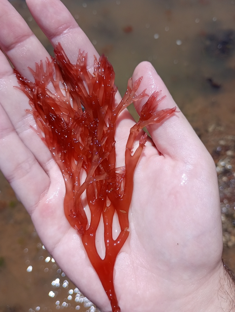 Dragon'S Breath Algae (By The Clump)