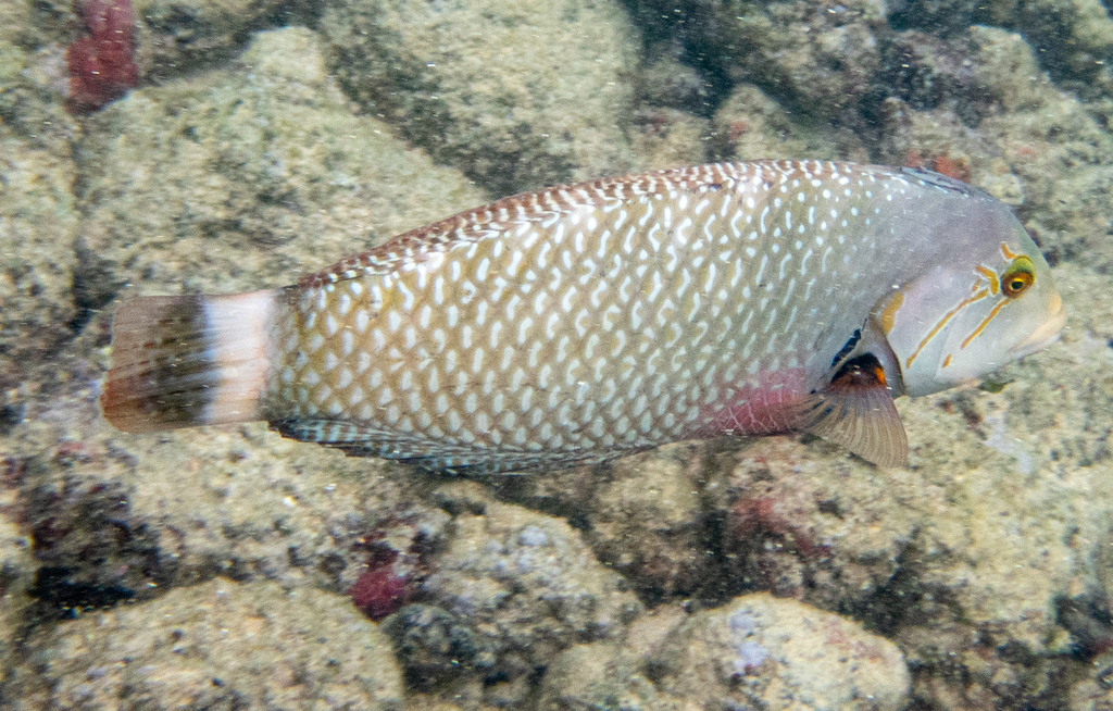 Dragon Wrasse (Medium)
