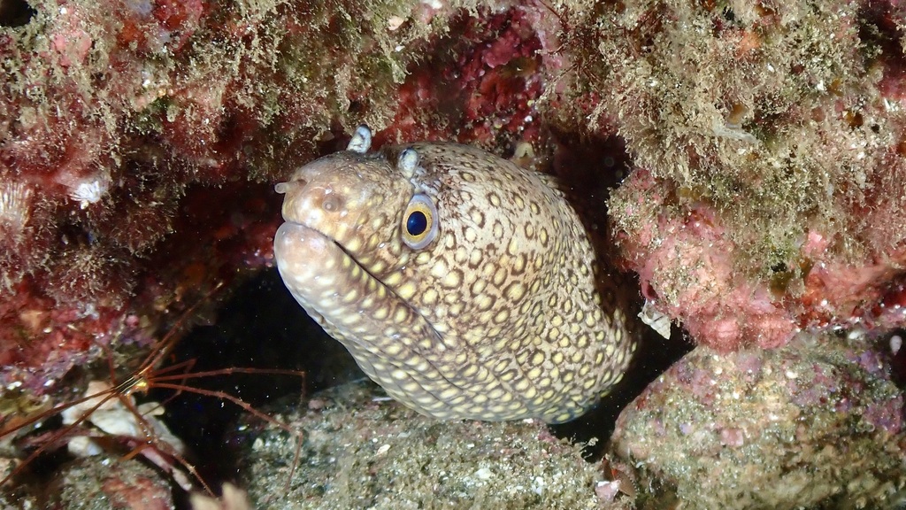 Eel: Mexican Dragon