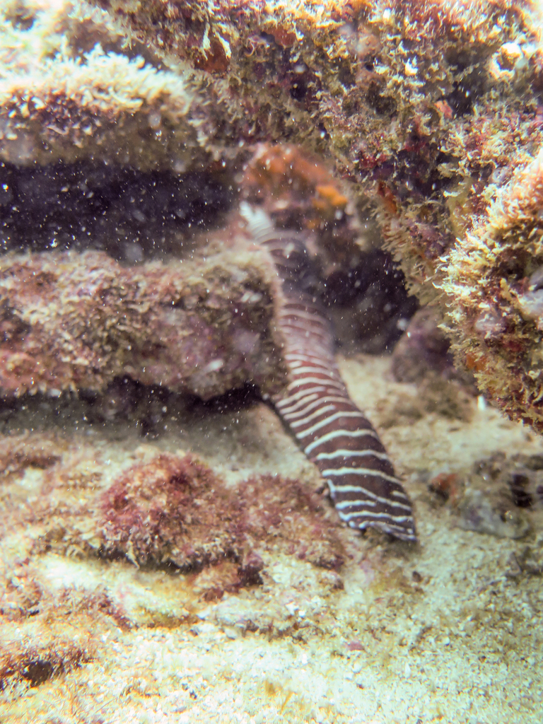 Eel: Zebra Moray