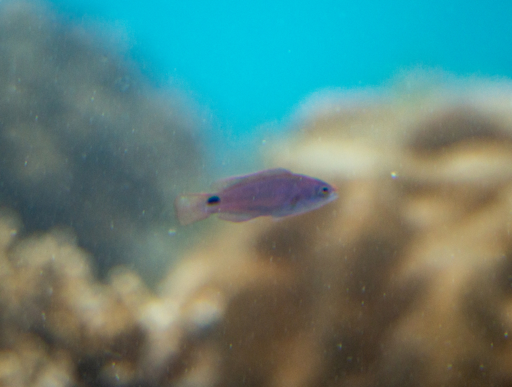 Exquisite Wrasse (Large)