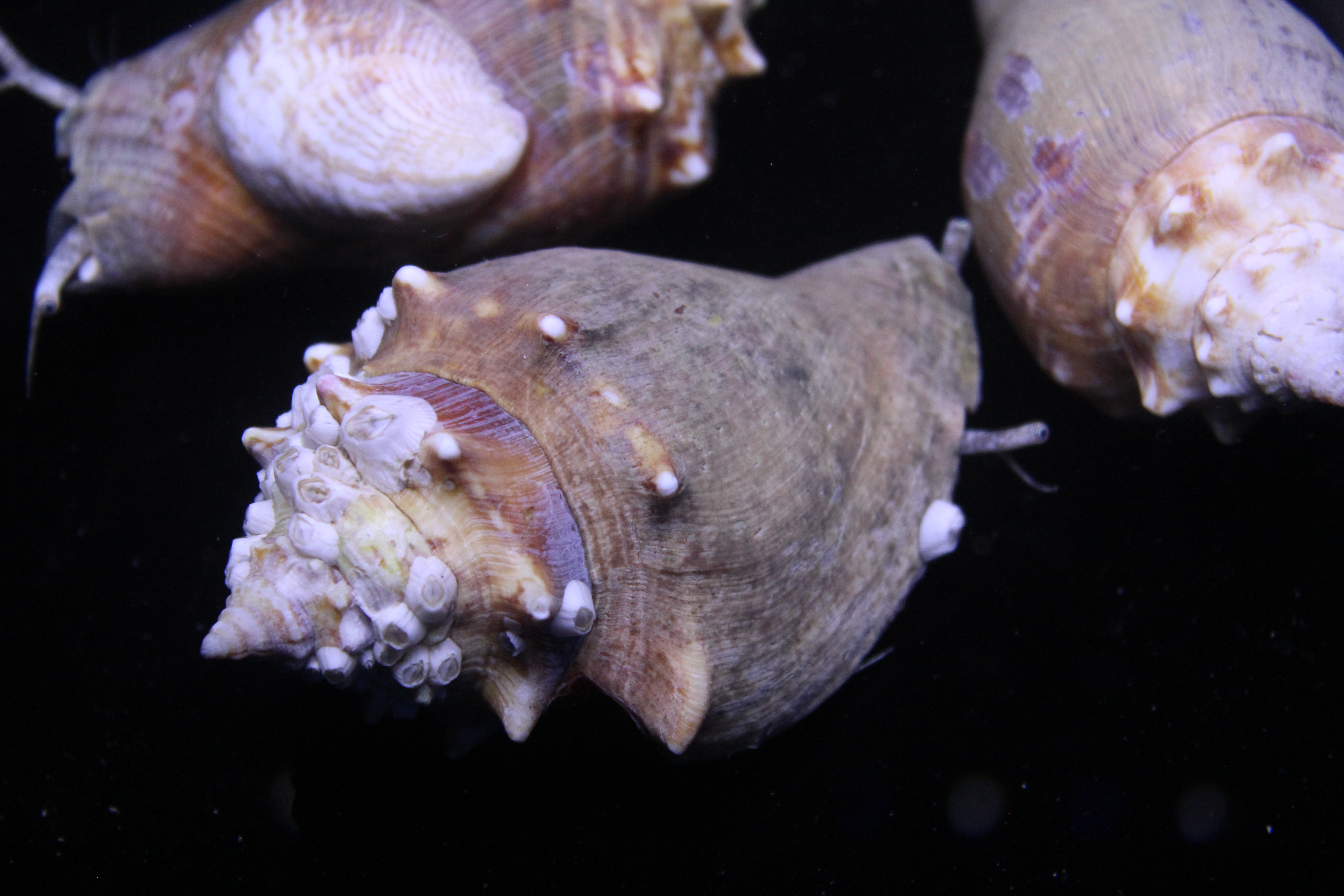 Fighting Conch — 5 Pack