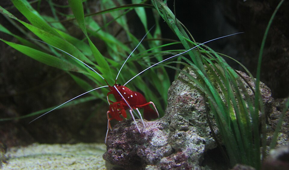 Fire Shrimp