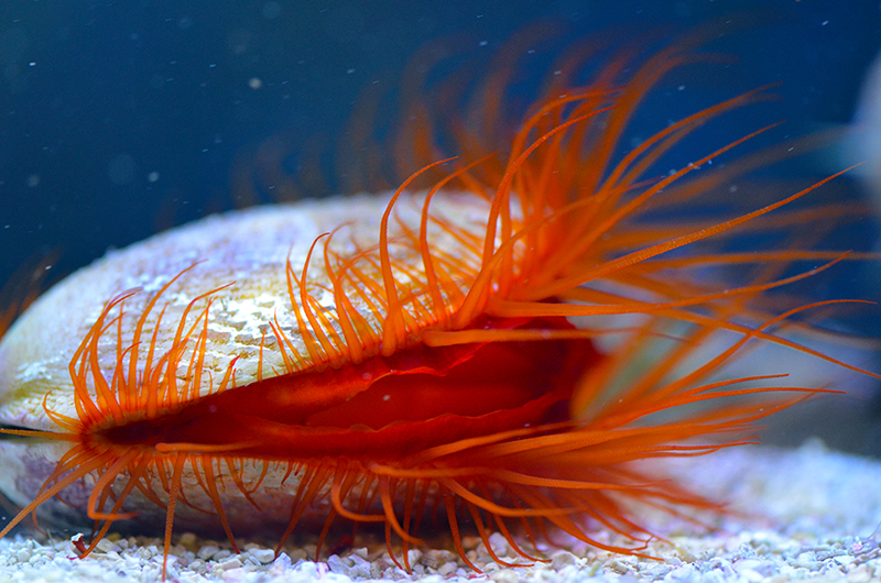 Flame Scallop — 5 Pack