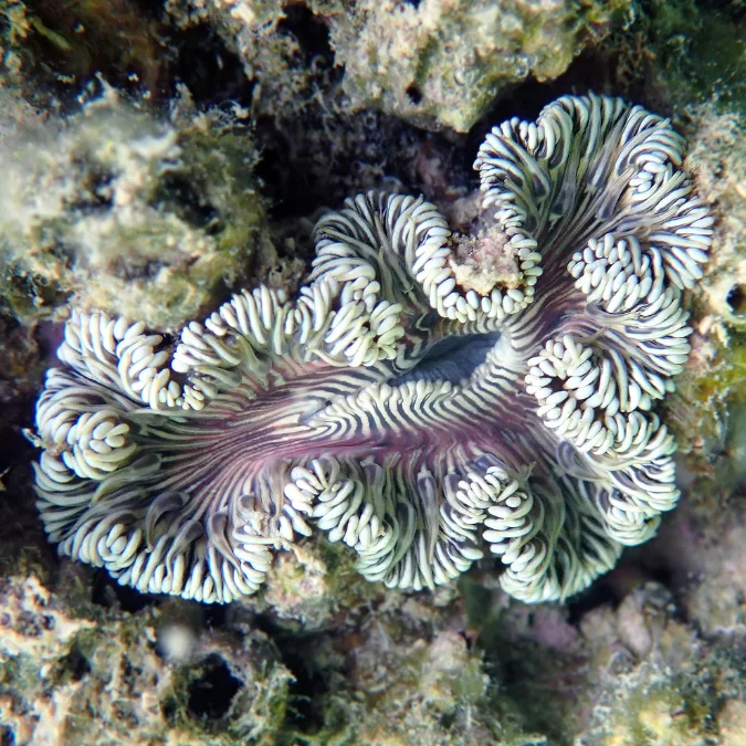 Flower Rock Anemone (Red)