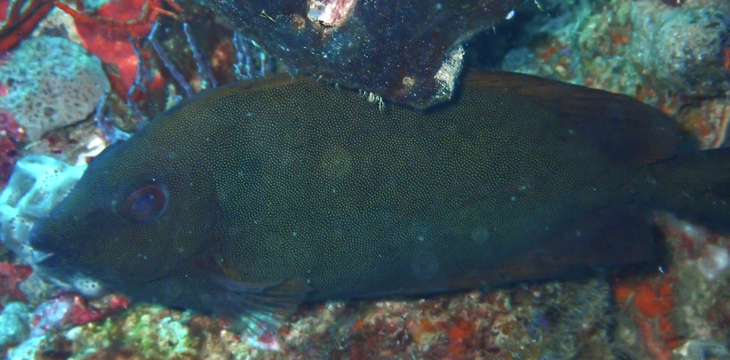 Foxface Fiji (Medium)