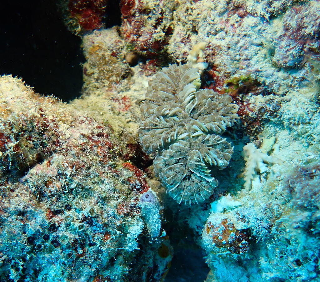 Frogspawn Coral
