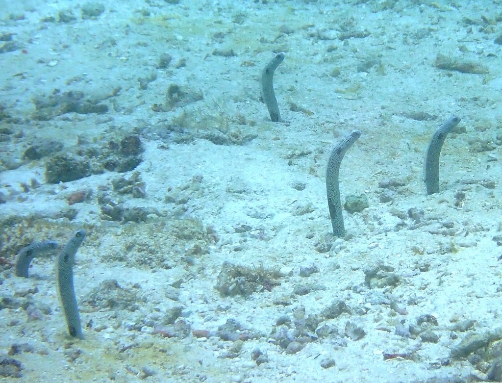 Garden Eel (Medium)