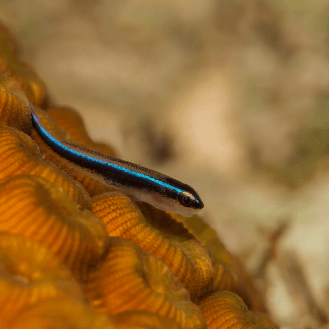 Goby: Red Head