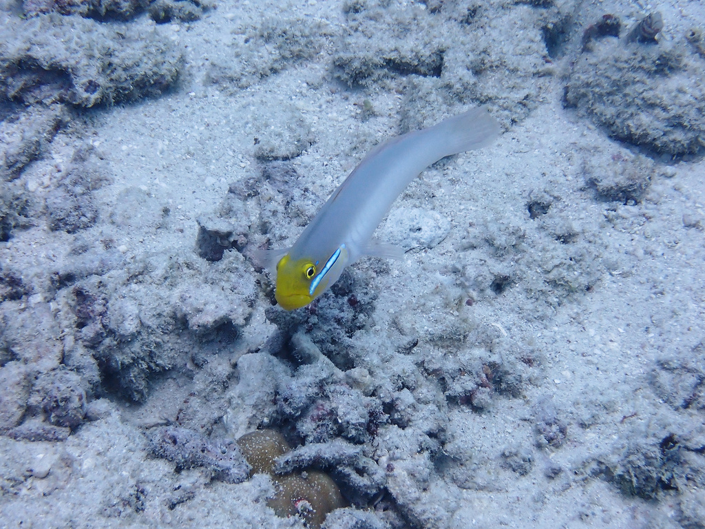 Gold Head Sleeper Goby (Medium)