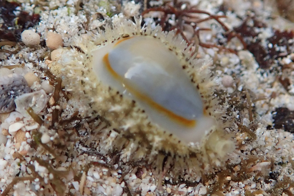 Gold Ring Cowrie — 5 Pack