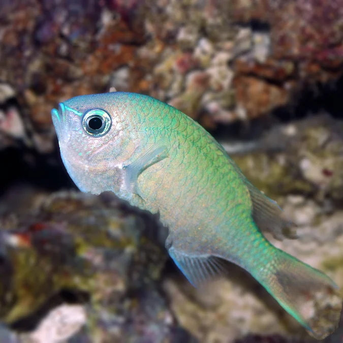 Green Chromis — 5 Pack