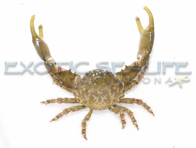 Green Emerald Crab — 5 Pack