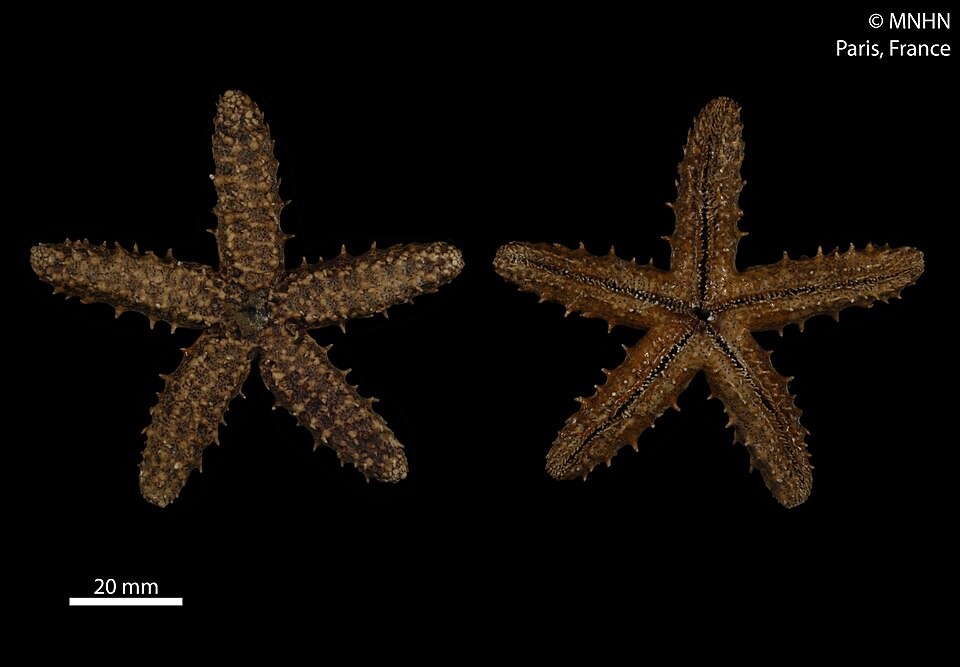 Haitian Red Knobby Star