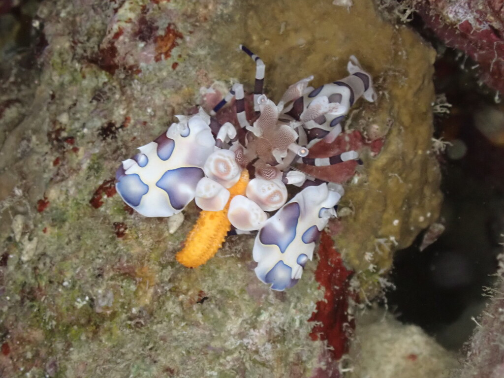 Harlequin Shrimp