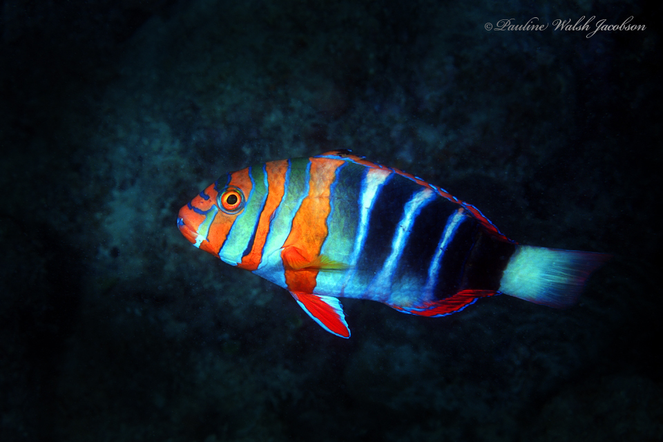 Harlequin Tusk (Medium/Large)